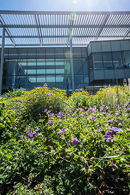 IFNH building viewed from the meadows